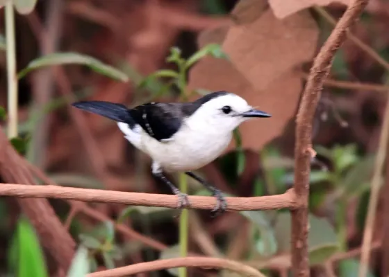 File:Fluvicola albiventer - Vincent A. Vos - 426937331.jpeg
