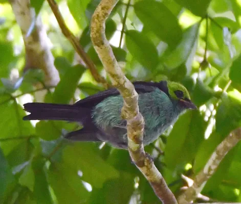 File:Tangara chilensis - Vincent A. Vos - 406697261.jpeg