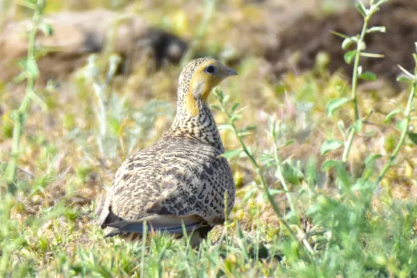File:Syrrhaptes paradoxus 208164202.jpg