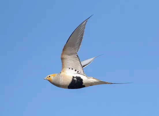 File:Syrrhaptes paradoxus 263049508.jpg