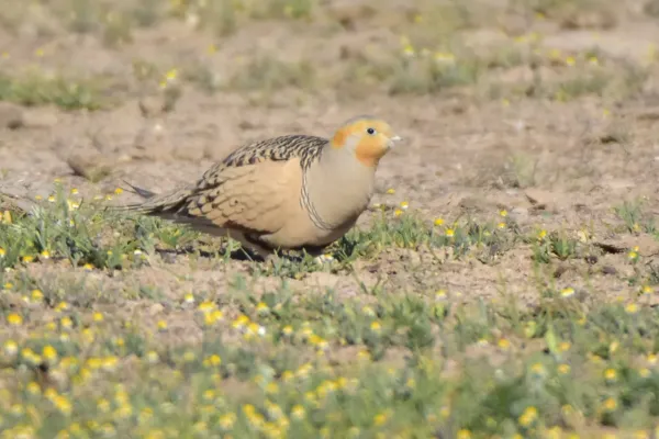 File:Syrrhaptes paradoxus 275783719.jpg