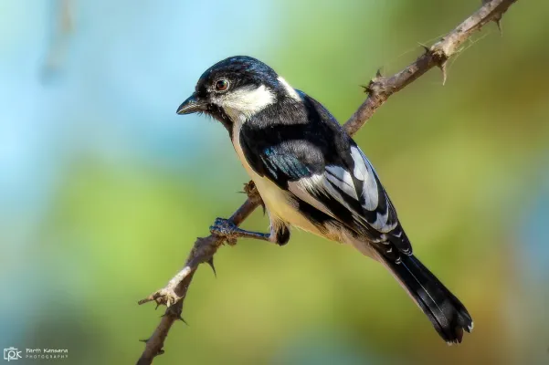 File:Machlolophus nuchalis 292289740.jpg