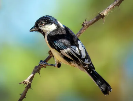 File:Machlolophus nuchalis 292289740 (cropped).jpg