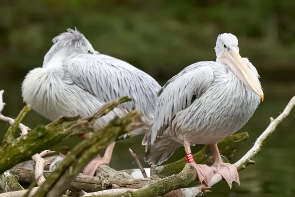 File:Pelecanus rufescens, Duisburg (DE) -- 2023 -- 0002.jpg
