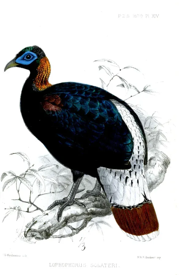 File:LophophorusSclateriKeulemans.jpg