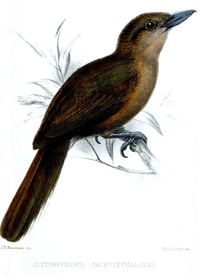 File:ClytorhynchusPachycephaloidesKeulemans.jpg