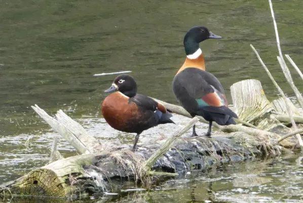 File:Tadorna tadornoides 318098263.jpg