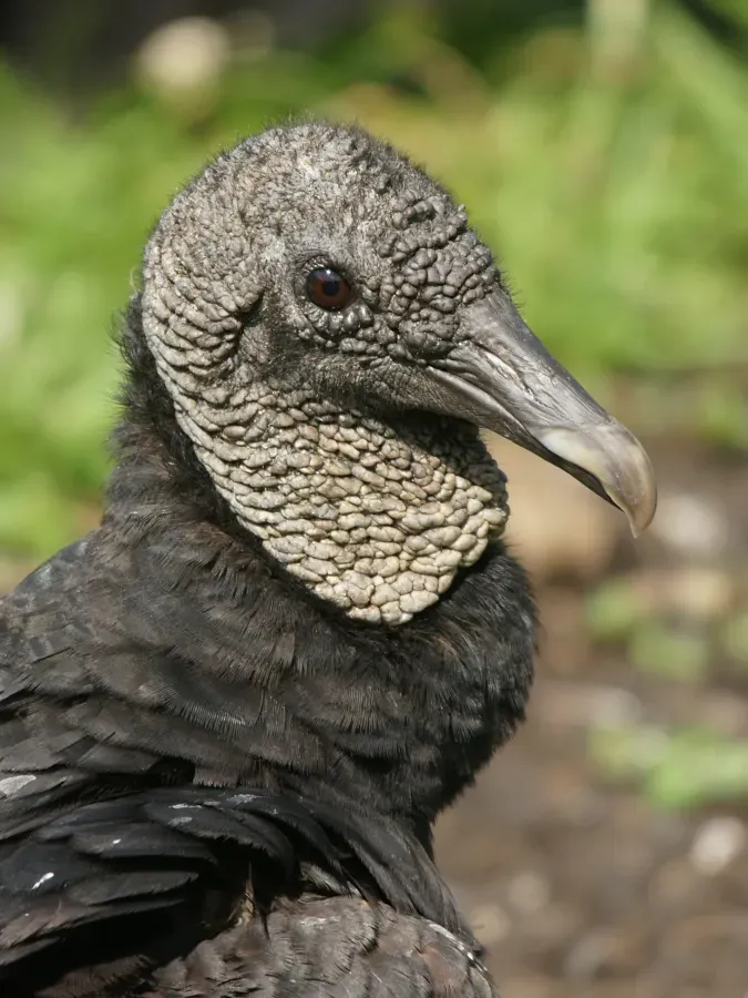 File:Coragyps atratus (portrait).jpg