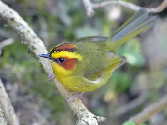 File:Basileuterus belli 3030715.jpg