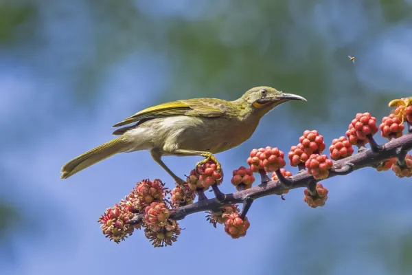 File:Western wattled-honeyeater (Foulehaio procerior) on octopus tree (Heptapleurum actinophyllum) Colo-I-Suva.jpg