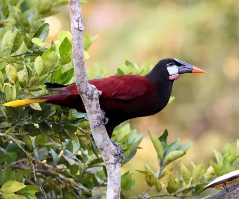 File:Psarocolius montezuma 387529536.jpg