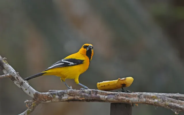 File:Icterus nigrogularis 268176347.jpg