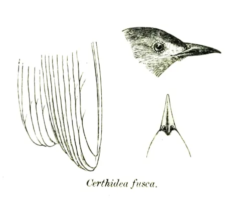 File:CerthideaFuscaPZSL1870.jpg