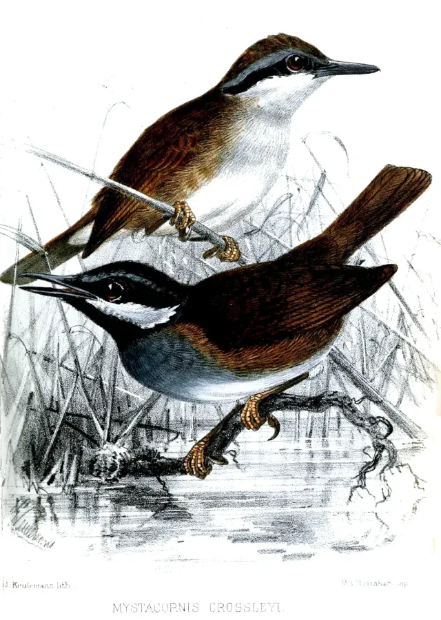 File:MystacornisCrossleyiKeulemans.jpg