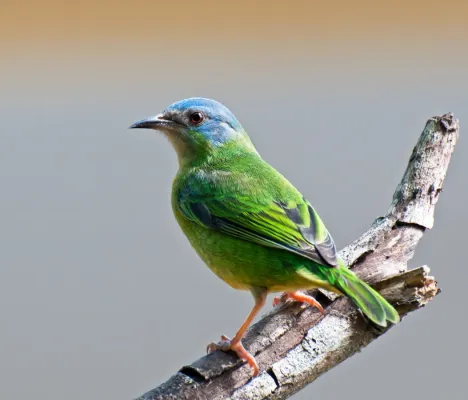 File:Dacnis cayana -Registro, Sao Paulo, Brazil -female-8.jpg