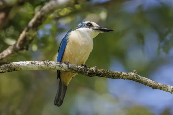 File:Flat-billed kingfisher (Todiramphus recurvirostris) Upolu.jpg