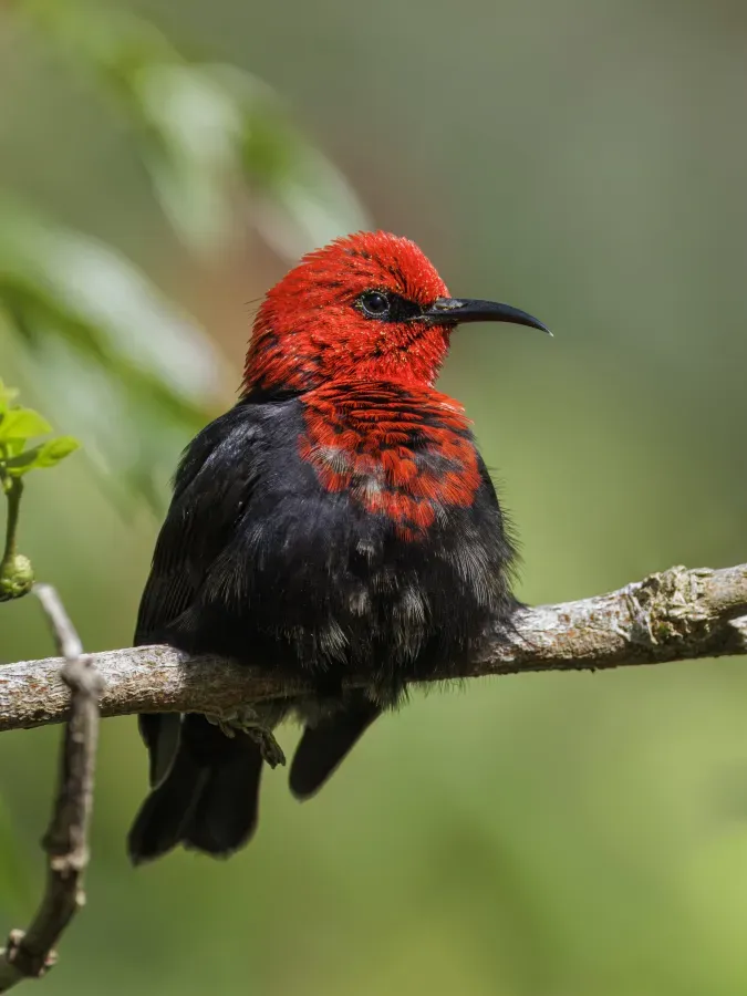 File:Samoan myzomela (Myzomela nigriventris) male Upolu.jpg