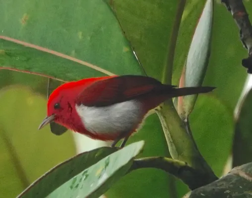 File:Chrysothlypis salmoni 255701841.jpg