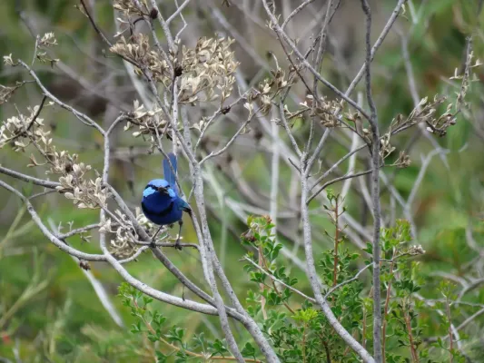 File:Blue wren (Malurus splendens) on the Bickley Reservoir Walk, November 2024 03.jpg