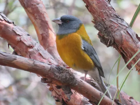 File:Phrygilus punensis - Tiago Lubiana - 450055784.jpeg