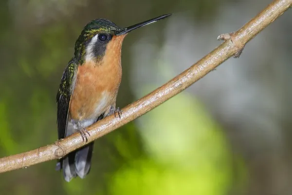 File:Lampornis-castaneoventris-001.jpg