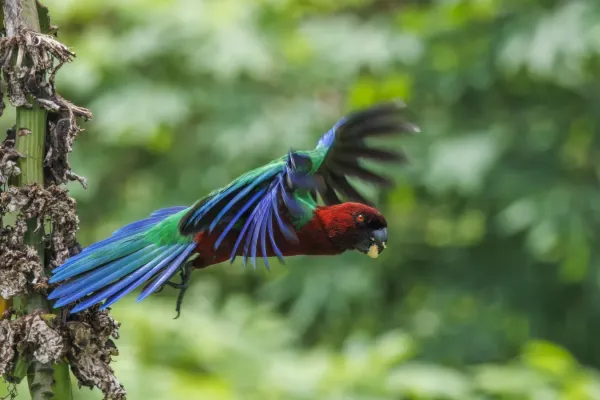 File:Red shining-parrot (Prosopeia tabuensis) in flight Taveuni.jpg