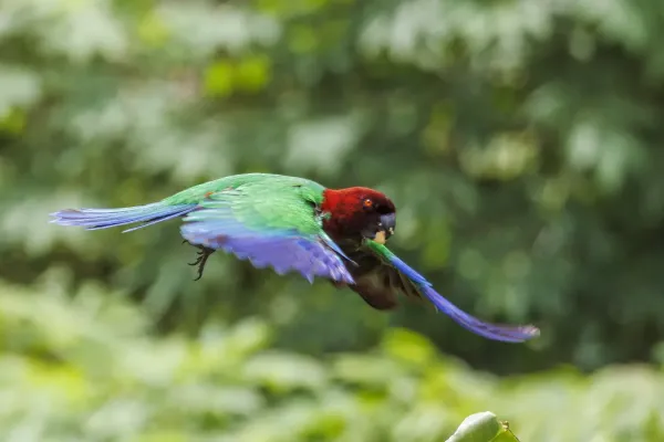 File:Red shining-parrot (Prosopeia tabuensis) in flight Taveuni 2.jpg