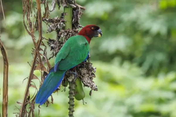 File:Red shining-parrot (Prosopeia tabuensis) Taveuni.jpg