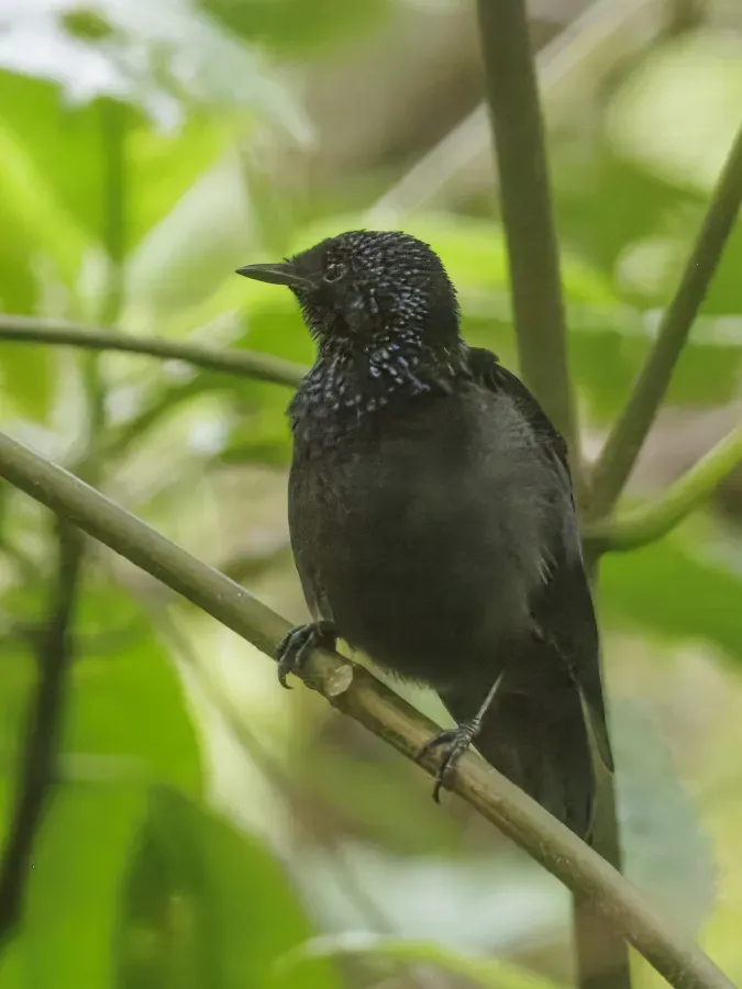 File:Taveuni silktail (Lamprolia victoriae) Taveuni.jpg
