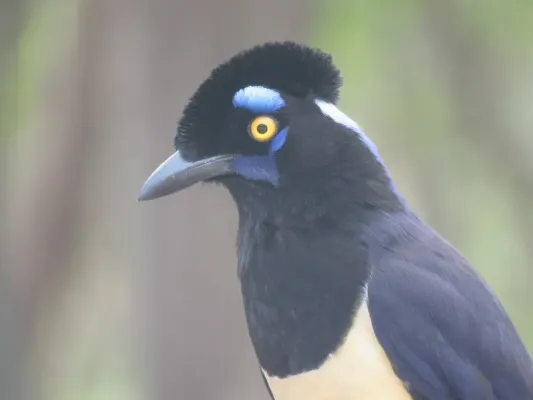 File:Cyanocorax chrysops 444615264.jpg