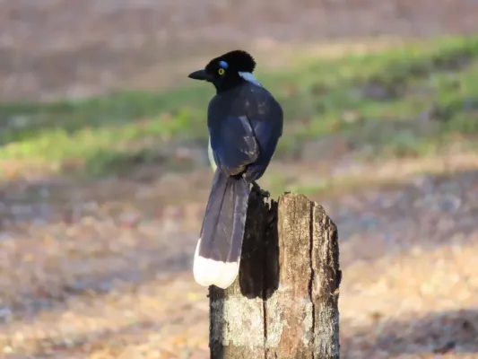 File:Cyanocorax chrysops 394977810.jpg