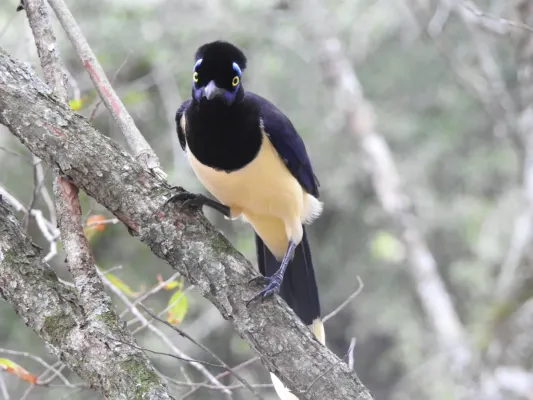 File:Cyanocorax chrysops 382299216.jpg