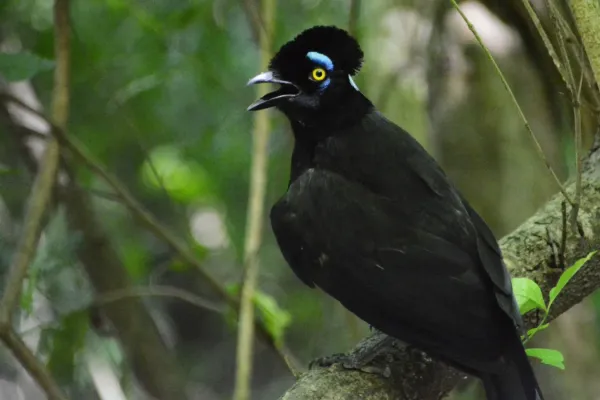 File:Cyanocorax chrysops 360171819.jpg