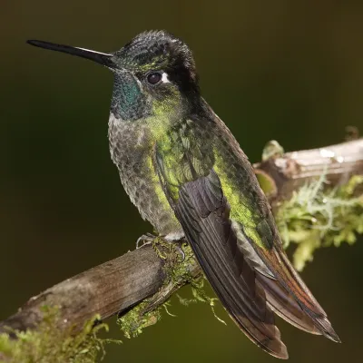 File:Eugenes-fulgens-001.jpg