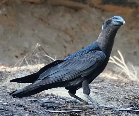 File:Corvus crassirostris 62985491.jpg
