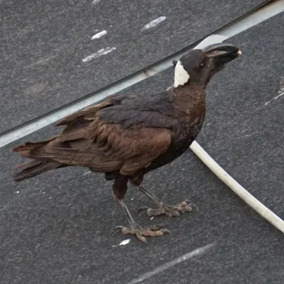 File:Corvus crassirostris 63010545.jpg