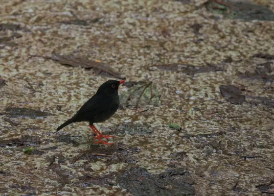 File:Catharus fuscater -Costa Rica-8.jpg