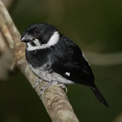 File:Sporophila-corvina-002.jpg