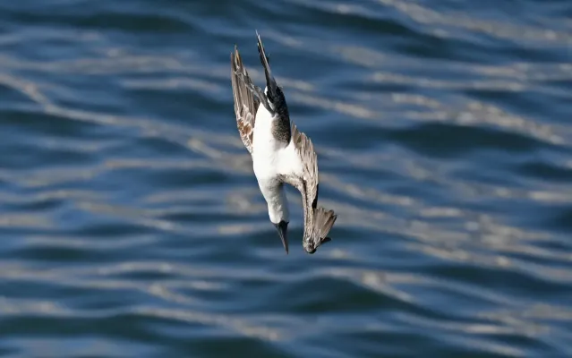 File:Sula variegata 385482841.jpg