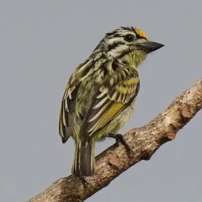 File:Pogoniulus chrysoconus 260523949.jpg