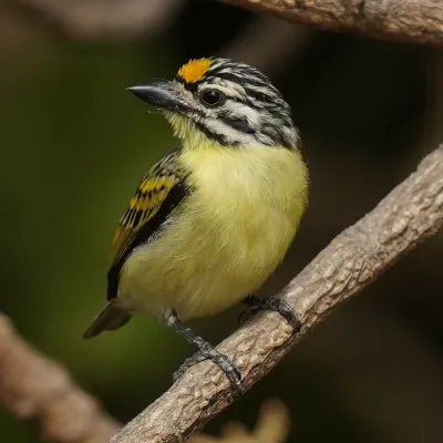 File:Pogoniulus chrysoconus 260523978.jpg