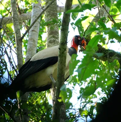 File:Sarcoramphus papa in Ecuador.jpg