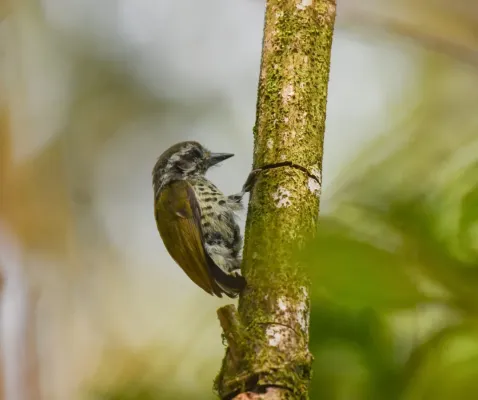 File:Picumnus innominatus 427733853.jpg