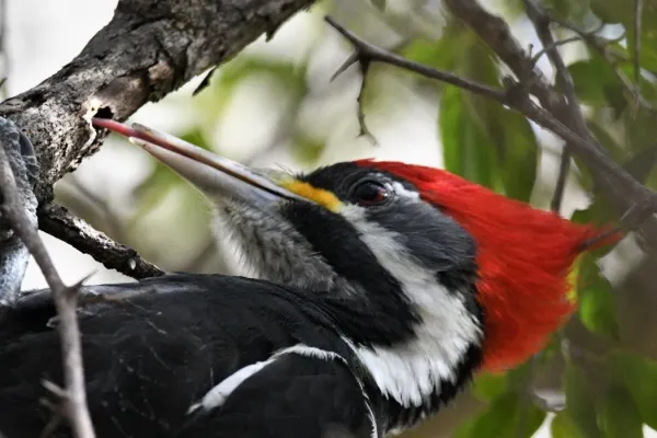 File:Dryocopus schulzii 295107618.jpg