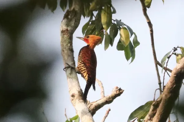 File:Celeus torquatus 181079785.jpg