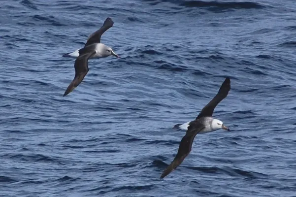 File:Thalassarche chrysostoma -Southern Ocean, Drakes Passage -flying-8 (1).jpg