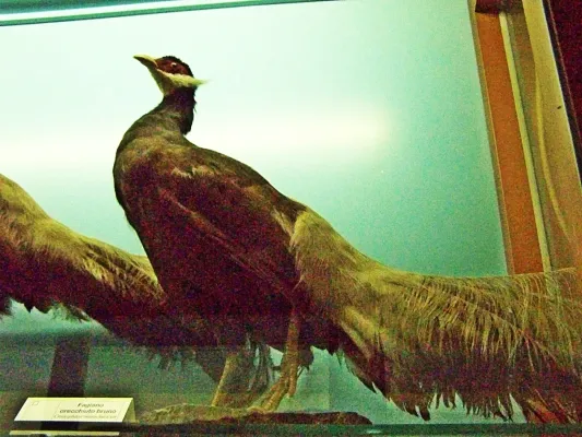 File:Crossoptilon mantchuricum (Galceti).jpg