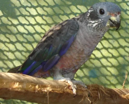 File:Pionus fuscus-0.jpg