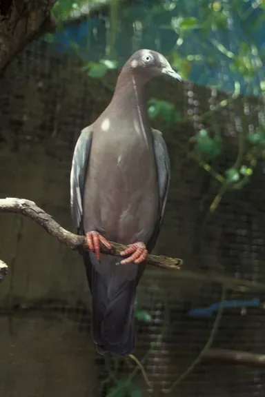 File:Patagioenas inornata wetmorei.jpg