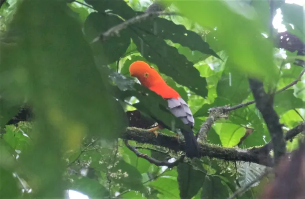 File:Rupicola rupicola in Ecuador.jpg